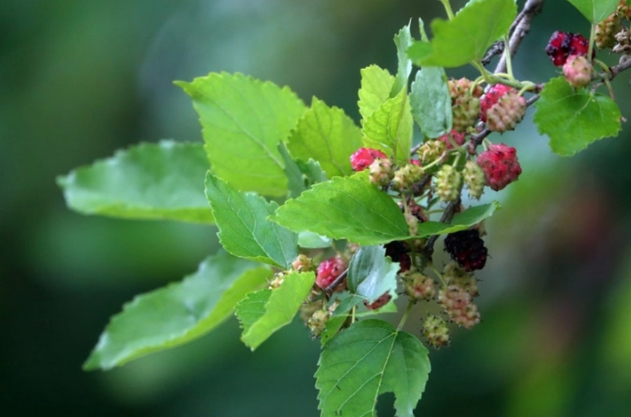 야생의 뽕나무에서 잘 자라고 있는 뽕나무 열매인 오디와 뽕나무 잎을 확대를 하여 찍은 사진
