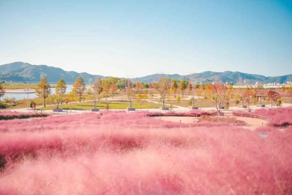 합천 신소양체육공원 핑크뮬리