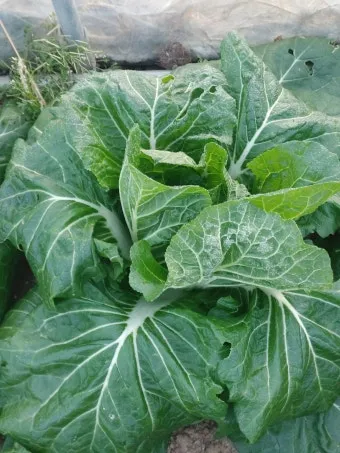 봄동 재배 파종시기 노지 월동 보온 피복 웃거름 타이밍_3