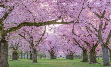 2023년 벚꽃 개화시기 만개 축제 일정