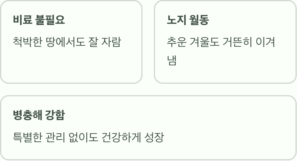 '게으른 정원사'를 위한 최고의 식물