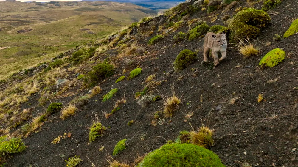 들판에 걷고 있는 표범
