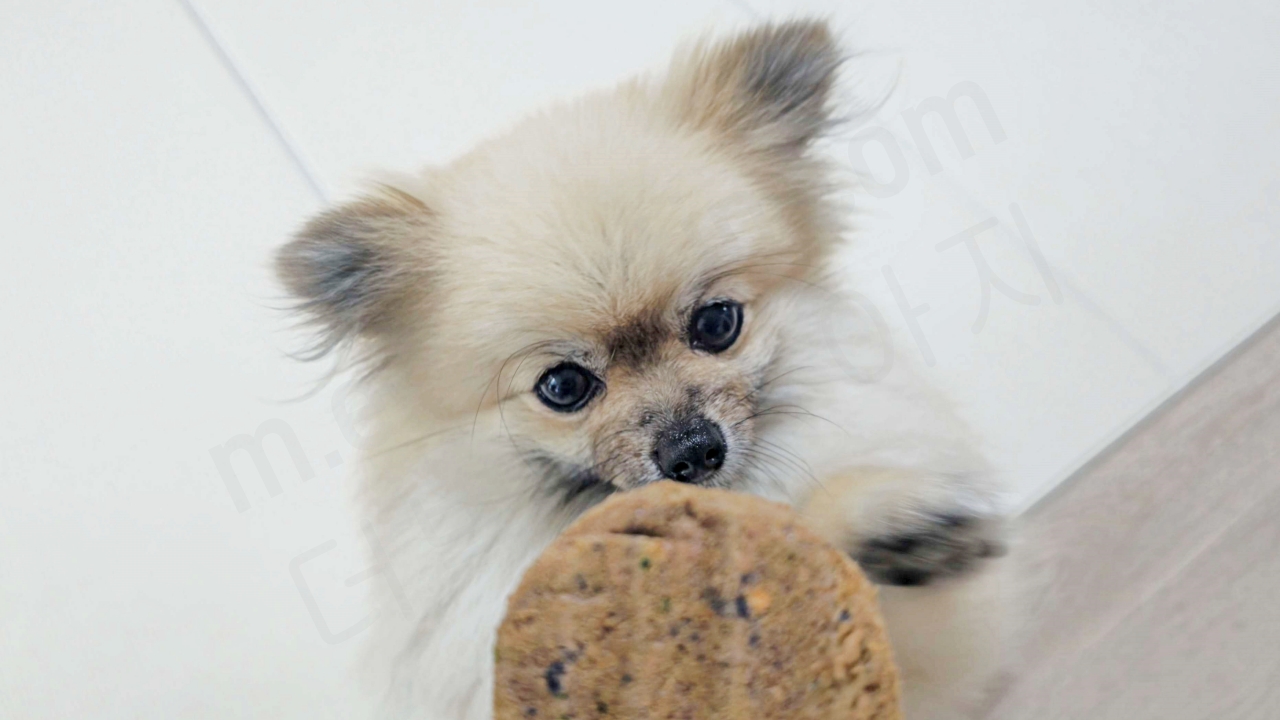 강아지 동결건조 사료