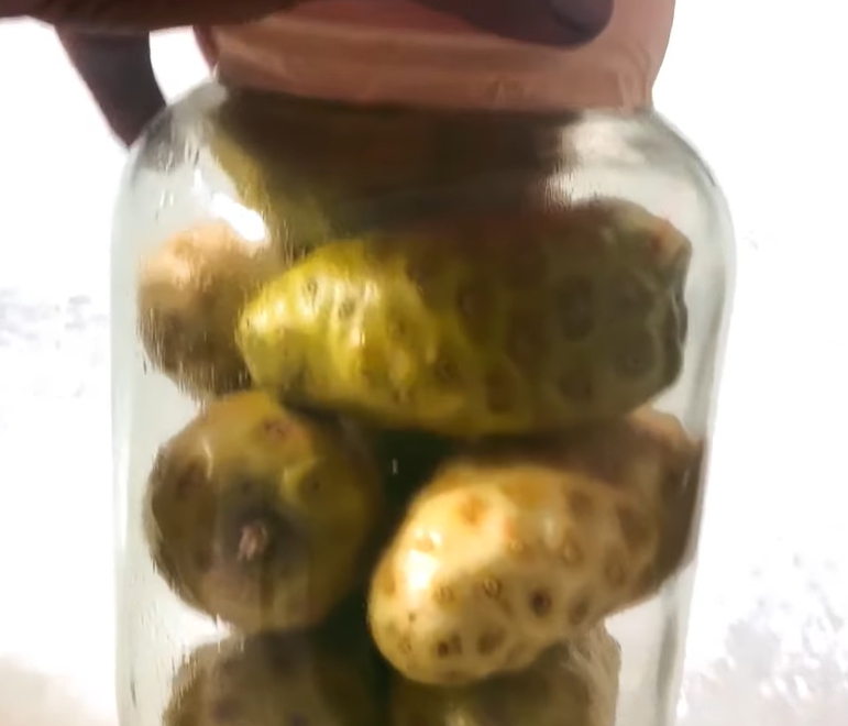 노니 효능 부작용