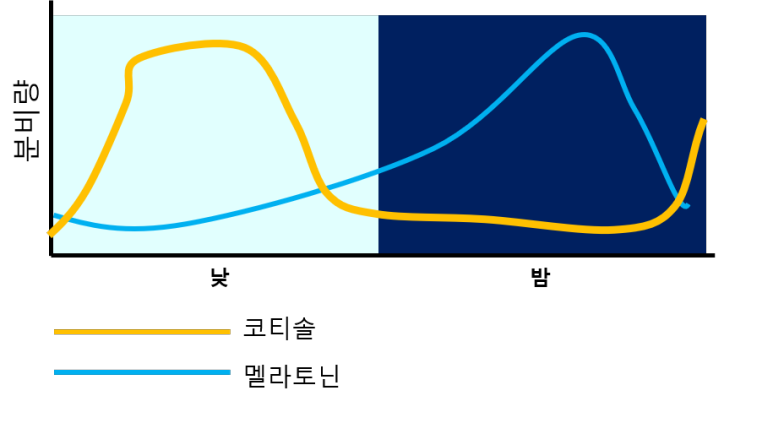 시간대별 코티졸 분비 리듬