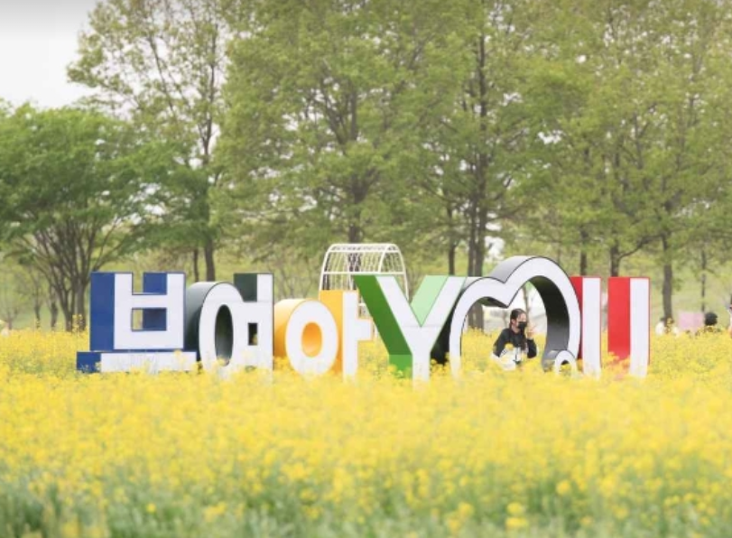 부여 세도 유채꽃 여행 유채꽃단지 가는 길 볼거리 후기 실시간 날씨 충남여행