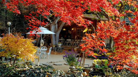 반려동물과 함께하는 가을 정원 여행지 추천 : 한국수목원정원관리원 선정 BEST 5