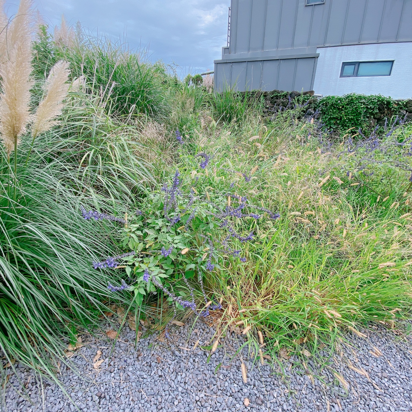 제주 한림 금능 제주구옥 주택개조 카페 잔물결