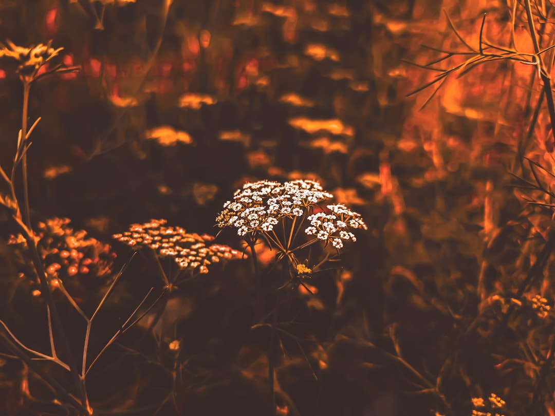 Samsung Fire & Marine Insurance