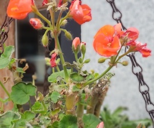 제라늄 12월 바깥에서 피는 꽃