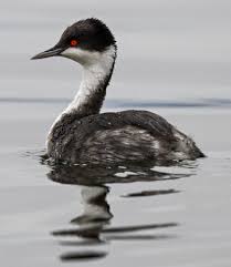 후닌 논병아리가 사라지면 우리에게 생기는 변화는 무엇일까?