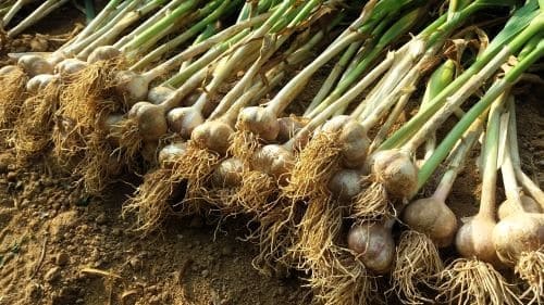 마늘-저장방법-병충해-방제방법