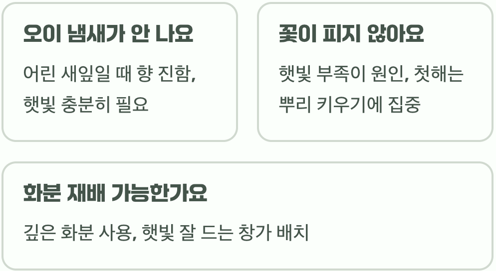 오이풀 키우기 A to Z (파종, 효능 총정리)