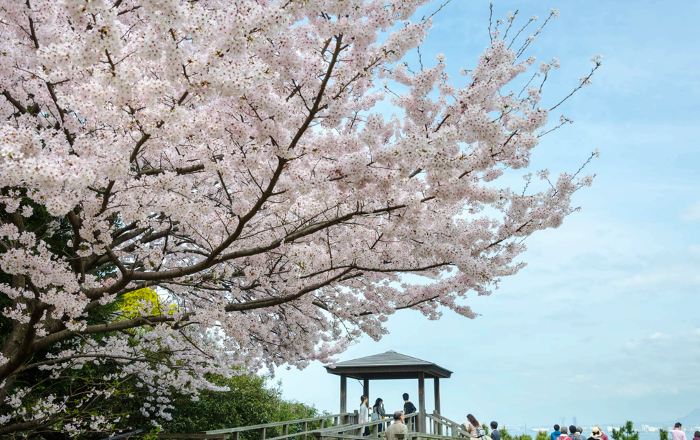 2025 일본 벚꽃 개화 시기 벚꽃 명소 추천