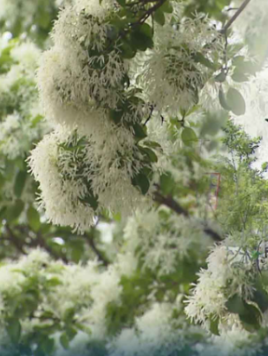 전주 이팝나무 축제