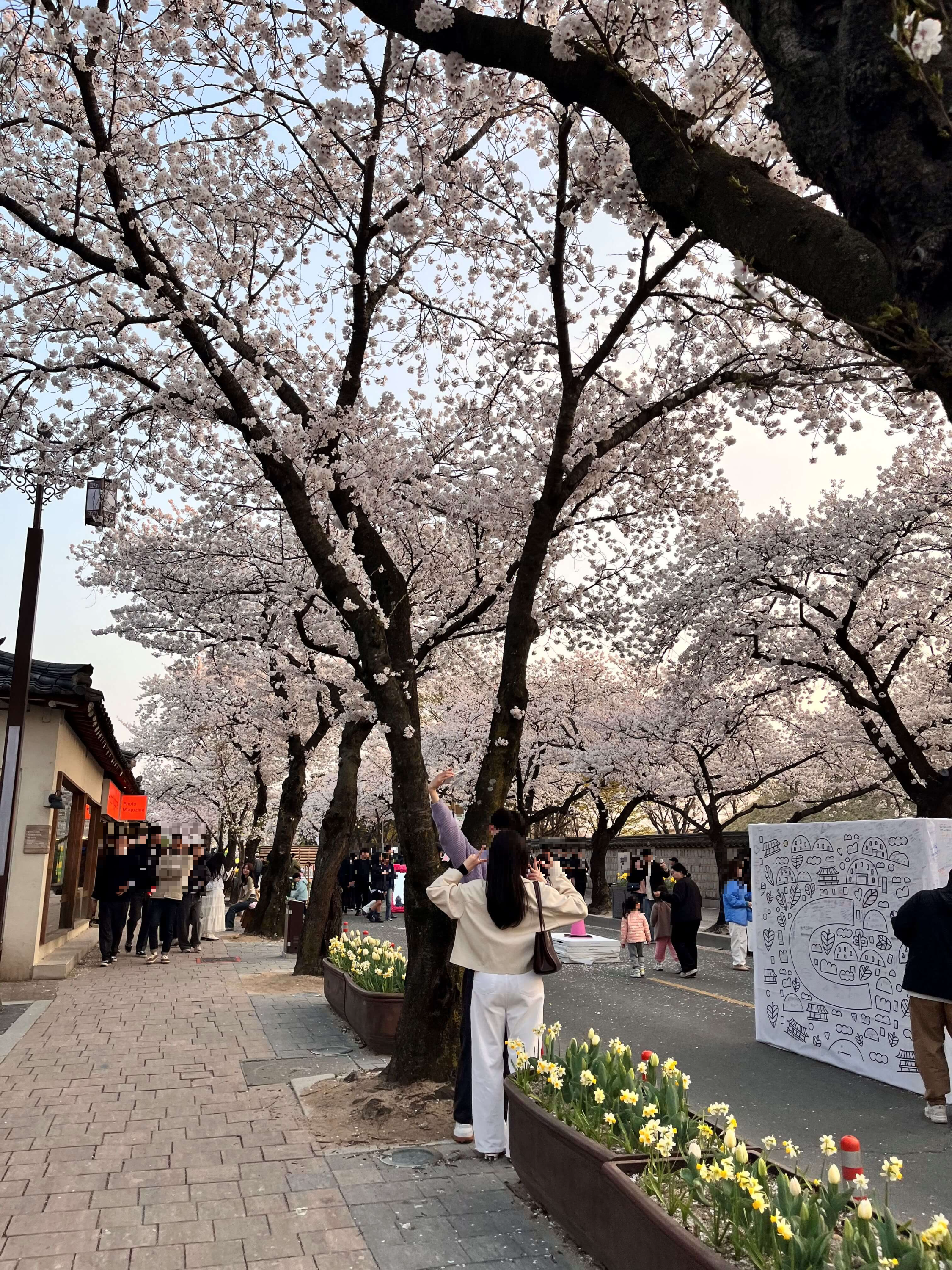 대릉원 돌담길에서 벚꽃구경