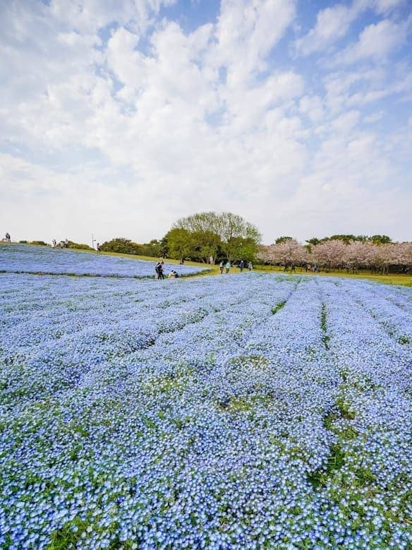 후쿠오카여행 우미노나카미치 해변공원