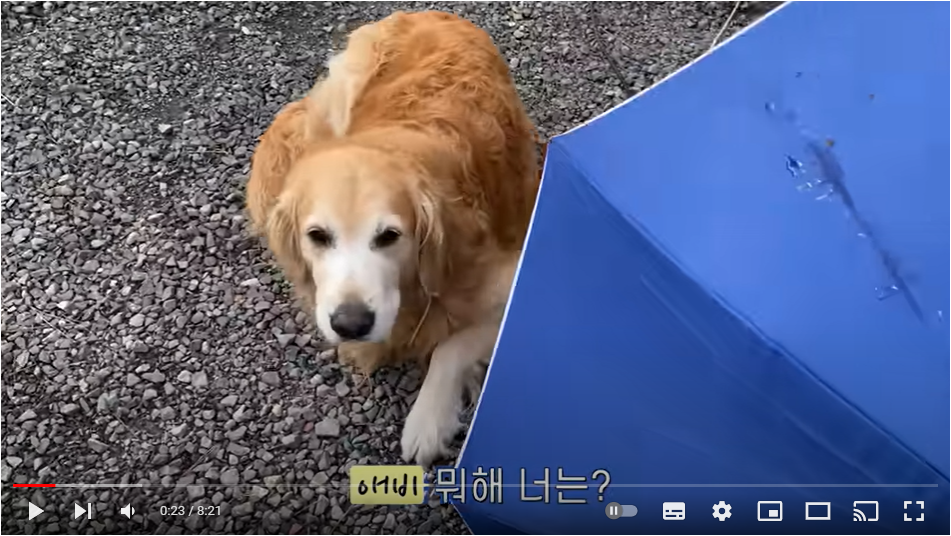 차박 처음하는 리트리버가 아침부터 주인을 괴롭히면 생기는 일 ㅋㅋㅋ