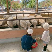 양평 가볼만한곳 베스트: 양평양떼목장