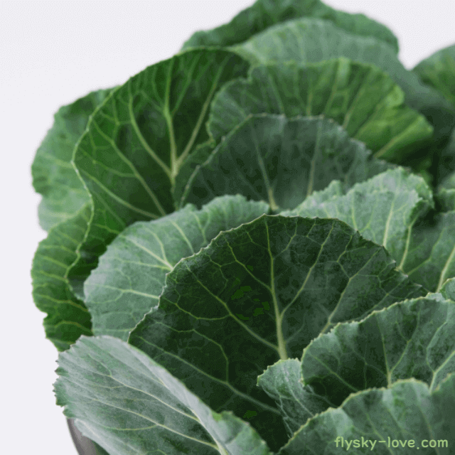 시력에 도움이 되는 케일