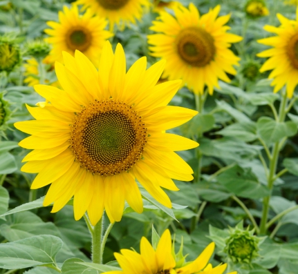 가을 꽃-해바라기