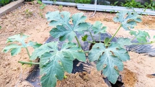 수박재배-어미덩굴-적심-순지르기