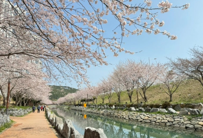 동삼해수천로 벚꽃길
