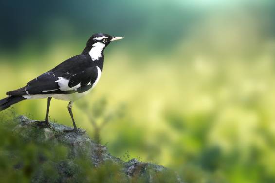 러브버그 익충, 퇴치방법은?