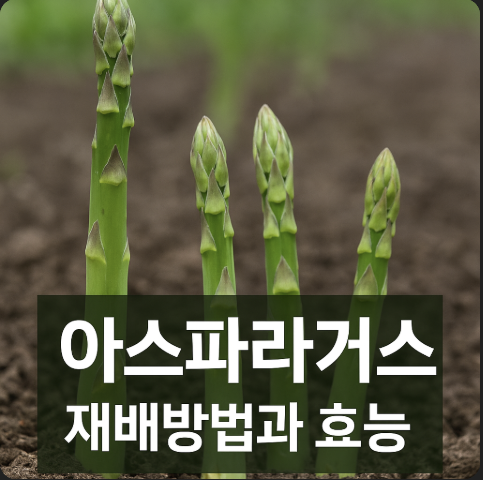 아스파라거스 재배 요약 정리