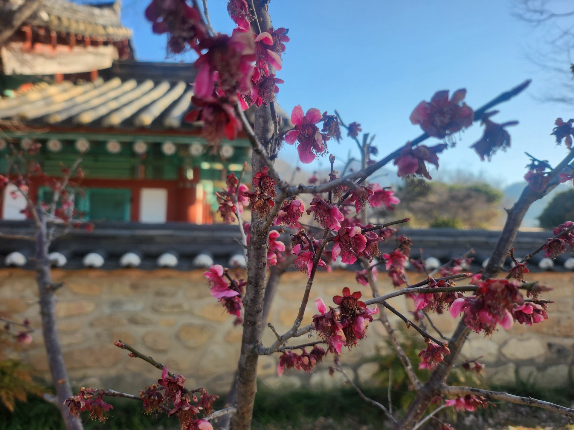 홍매화