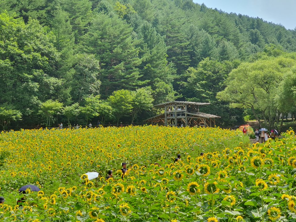 태백 해바라기축제