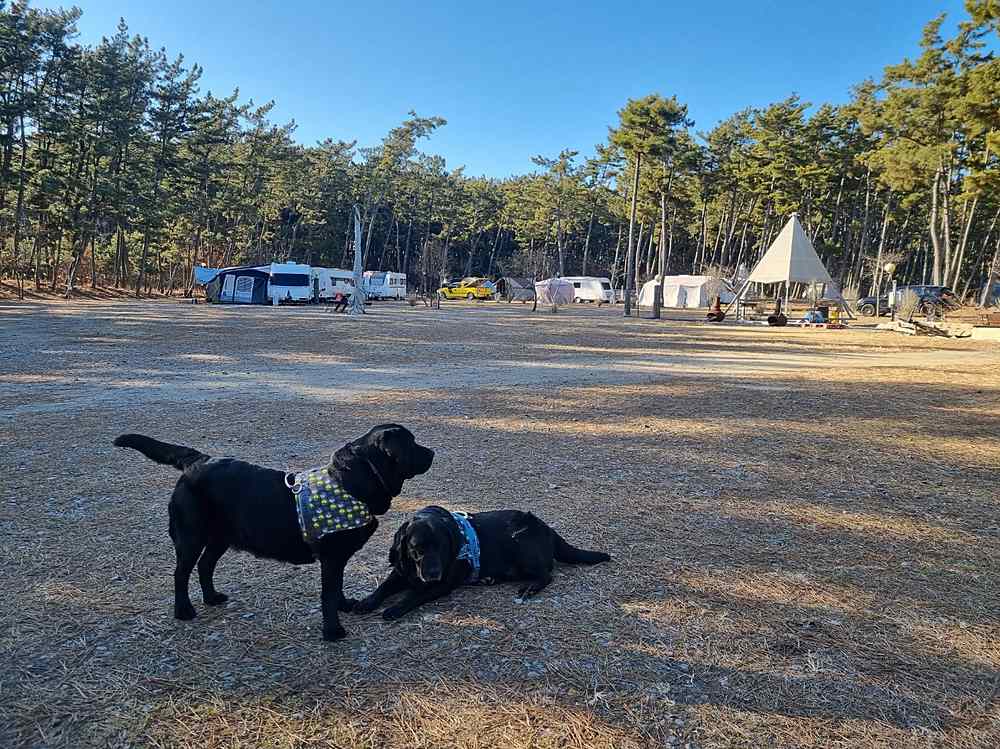 소나무숲 캠핑장 공터에서 하네스를 착용한 두 마리 블랙 래브라도 리트리버가 쉬고 있는 모습