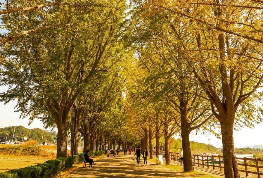 아산 곡교천 은행나무길 (송곡리)