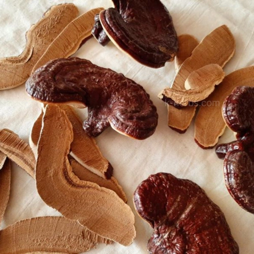 슬라이스한 영지버섯과 원물의 영지버섯