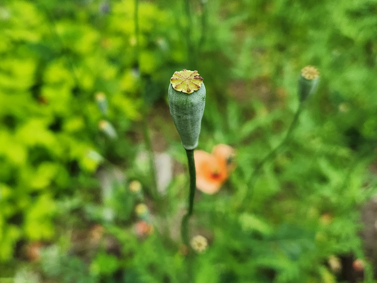 꽃양귀비(개양귀비)