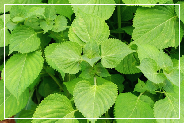 깻잎-효능