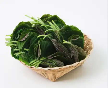 국산 들깨 가격 시세, 효능과 영양성분