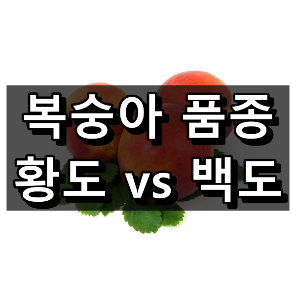 황도 백도 차이 대표 이미지