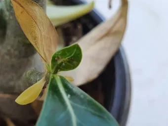 화분 진딧물 퇴치 천연살충 레몬오일 비누물 통풍환경 개선_14