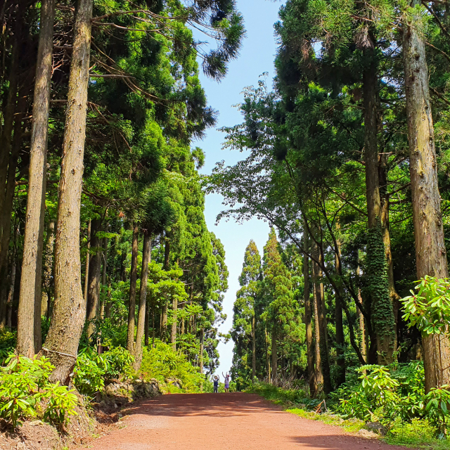 서귀포 치유의숲 수목원 관람 가이드|이용방법·산책 코스·치유환경 총정리