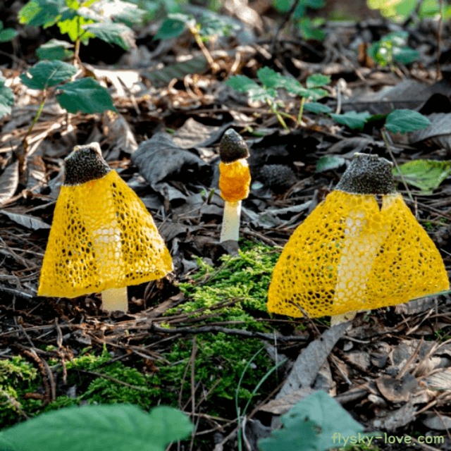 노랑망태버섯 효능