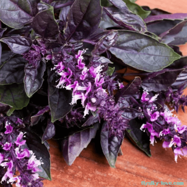 요리재료로 활용이 가능한 오팔바질