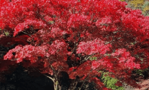 기차여행 단풍특선 추천