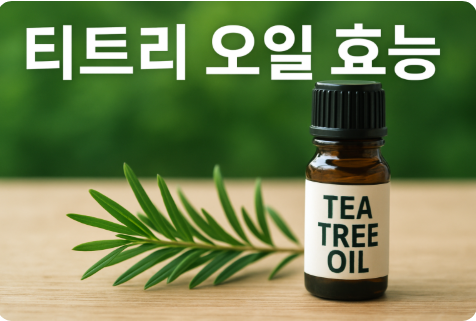 티트리 오일 효능