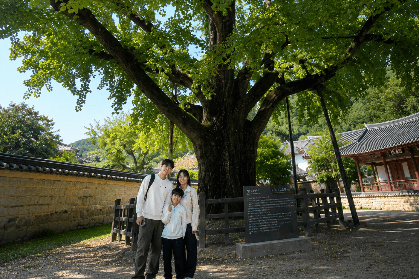 대구 도동서원 은행나무와 전통 담장, 안내 비석이 있는 전경