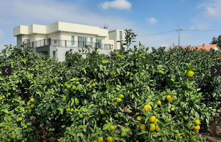 제주하늘바람 감귤