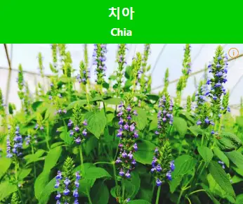 치아-chia-식물