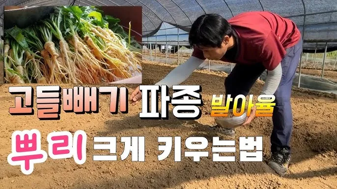 고들빼기 파종시기 심는시기 수확시기 농작물 재배_3