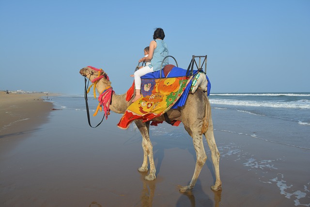 Camel Rides