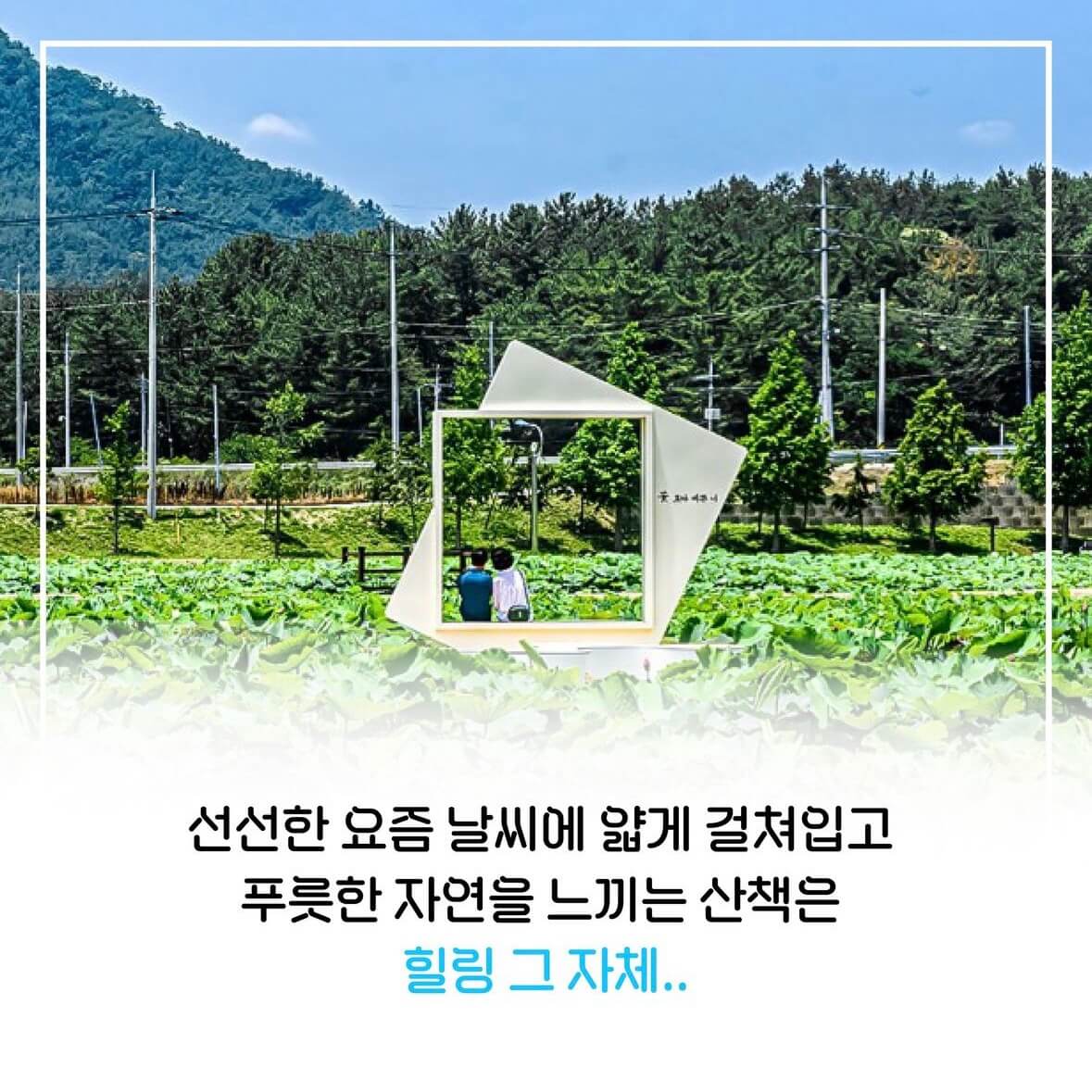 함안연꽃축제기간